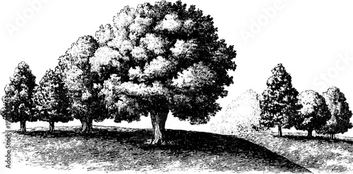 Time passage and layered moments in vintage botanical landscape design