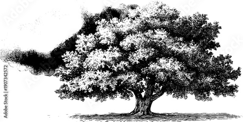 Vintage tree silhouette for weather-themed design and botanical art