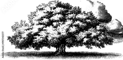 Vintage botanical engraving of tree with weather elements - perfect for design, print, card, poster