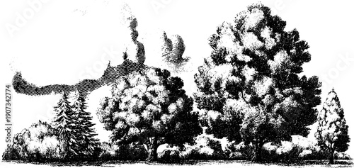 Vintage botanical engraving of trees and weather phenomena on isolated white space