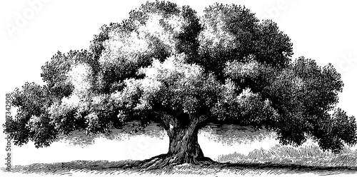 Vintage botanical tree silhouette engraving for timeless design