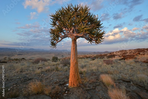 Köcherbaum (Aloe dichotoma) im Namib-Naukluft Nationalpark in Namibia