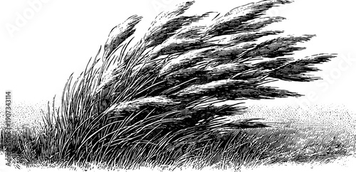 Wind bending grasses in motion: vintage botanical engraving design for natural decor