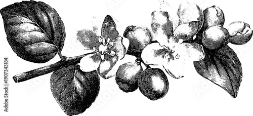 Winter allegory of endurance with vintage botanical engraving design for art prints