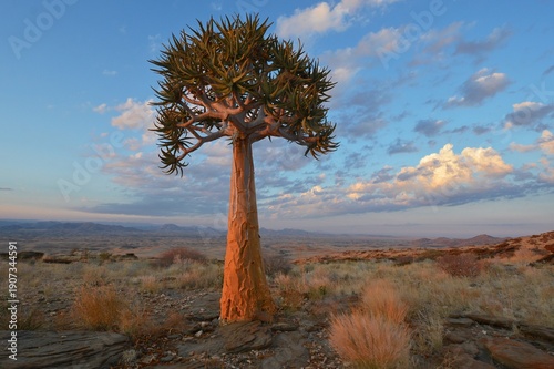 Köcherbaum (Aloe dichotoma) im Namib-Naukluft Nationalpark in Namibia