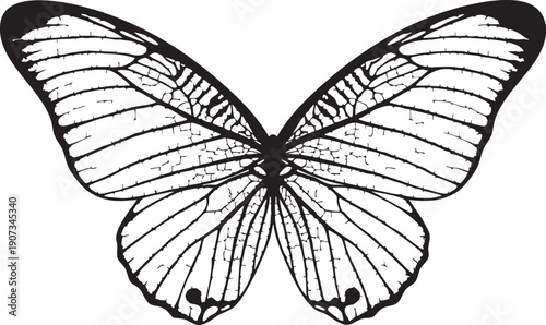 Black and white butterfly with detailed wings spread insect
