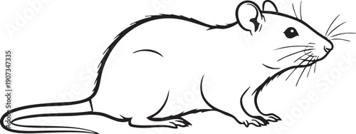 Black and white of a rodent with whiskers mouse animal mammal