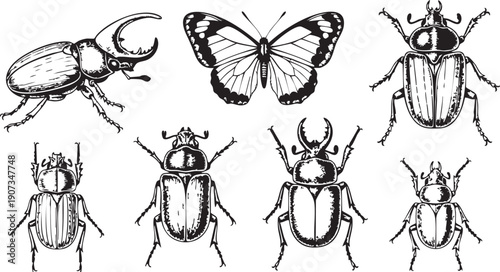 Black and white of various beetles and a butterfly insects entomology