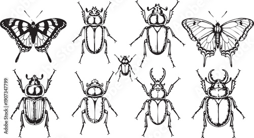 Black and white of various insects including beetles and butterflies