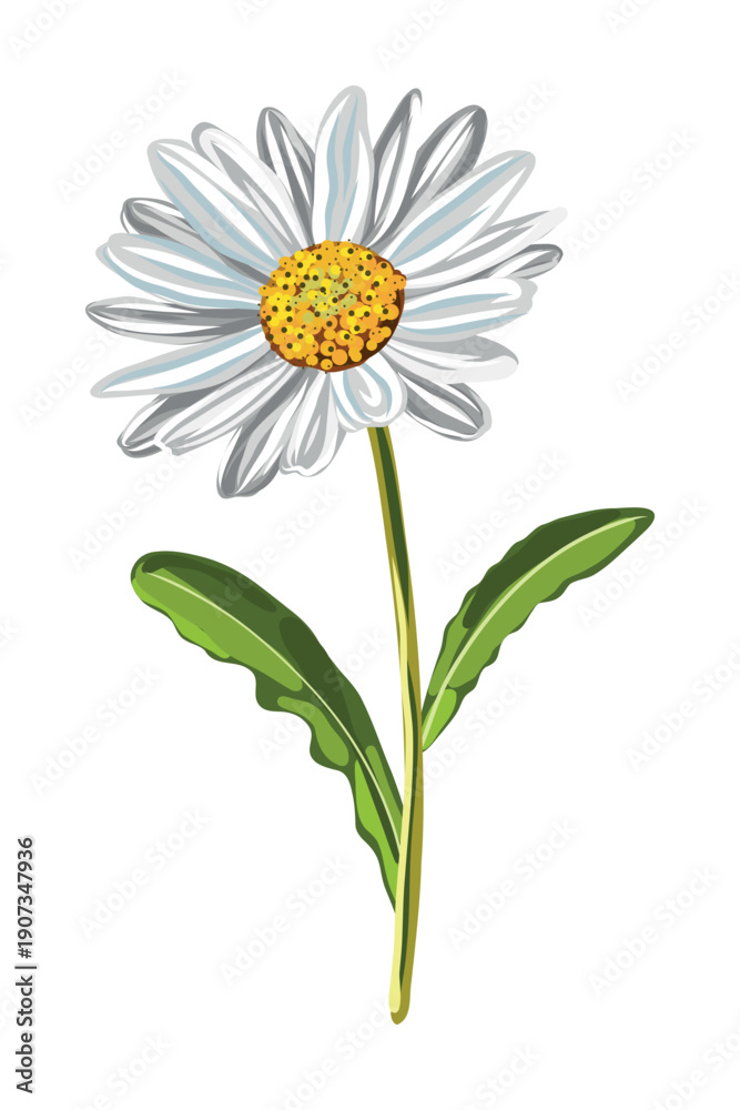 Fototapeta premium Chamomile daisy flower isolated illustration