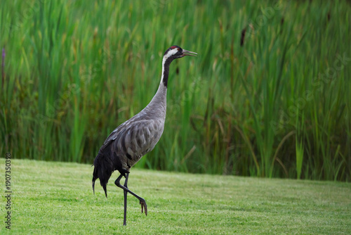Schilderij op canvas One crane bird standing on green meadow