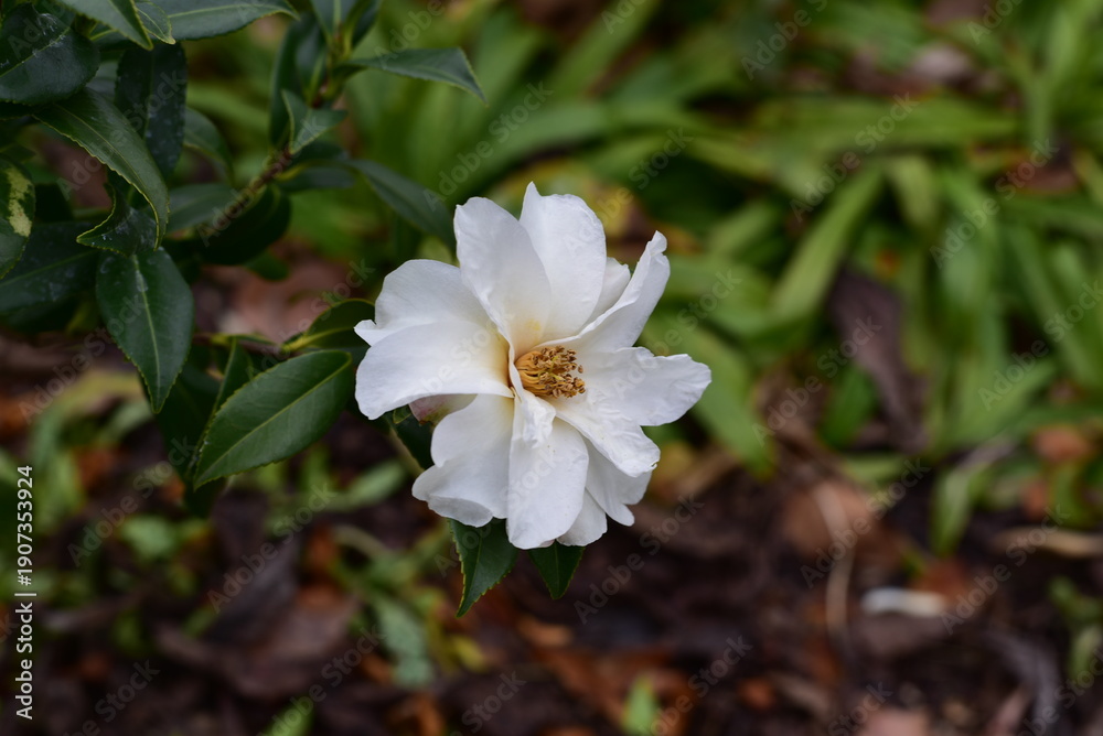 Obraz premium Kamelie