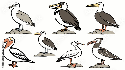 Diverse Seabirds Collection Illustration for Ornithology Guides Web Design Educational Materials Coastal Projects