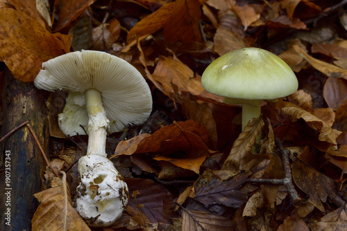 Deadly death cap mushroom in forest (Amanita phalloides)