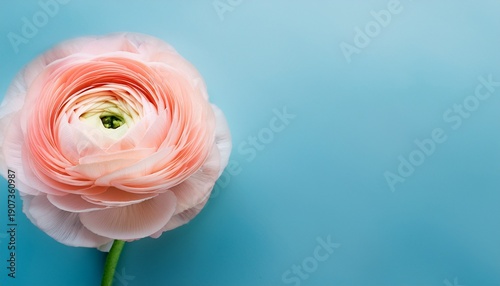 Wallpaper Mural Ranunculus Flower With Soft Petals Against A Light Blue Background Banner Copy Space Torontodigital.ca