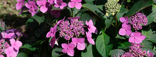 Pink Hydrangea Blooms In Green Garden - Vibrant Floral Cluster With Lush Foliage
