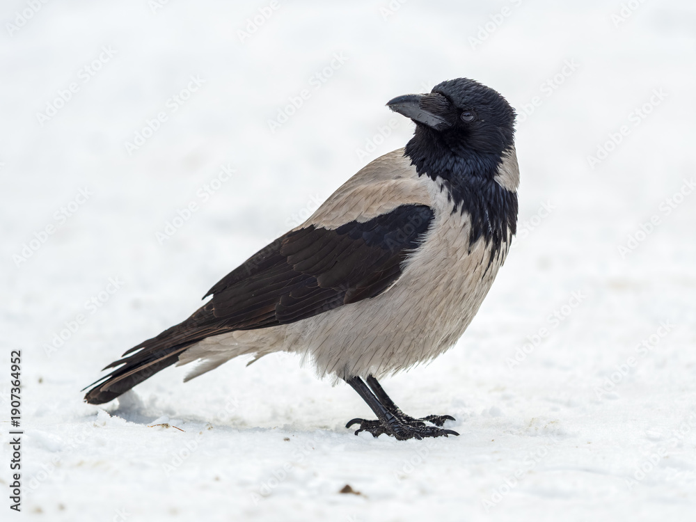 Obraz premium Crow in the snow on a winter day close-up