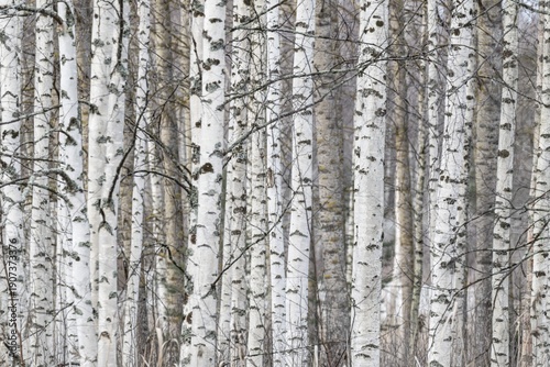 Tight standing, white-black trunks, birch forest in winter, Finland