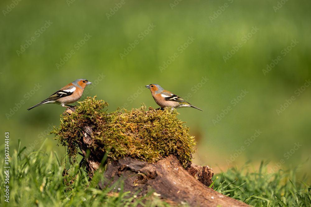 Naklejka premium Two common chaffinches perched on mossy tree stump, green natural background