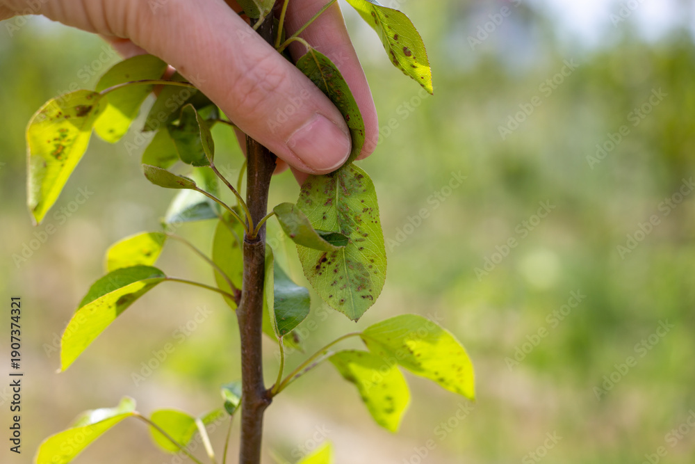 Fototapeta premium A gardener carefully examines a pear leaf in the garden for signs of spider mite infestation or disease