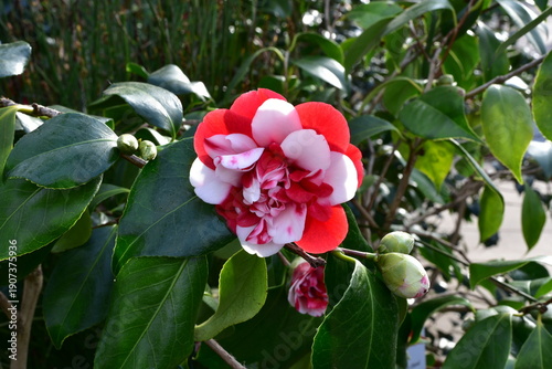 Kamelie 