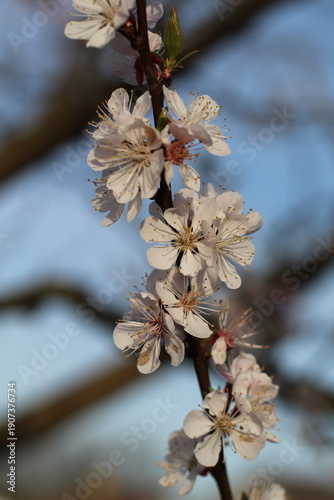 cherry blossom in spring