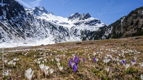 Spring in the mountains, white and purple crocus meadow, Neustift im Stubai Valley, Tyrol, Austria