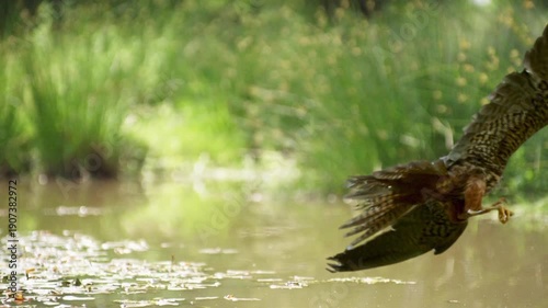 Eurasian hobby falcon expertly catching a dragonfly in mid-air over a tranquil pond in slow motion