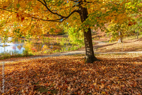 Canvas Print Golden Autumn Tree and Fallen Leaves at Domaine Howard Park in Sherbrooke Quebec