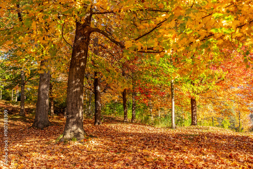 Autumn Forest with Colorful Fall Leaves and Squirrel in Sherbrooke Quebec Canada