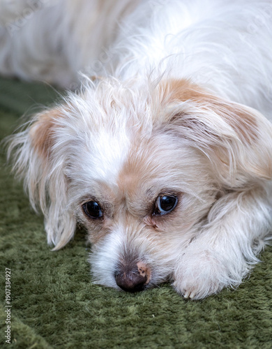 portrait of a white dog