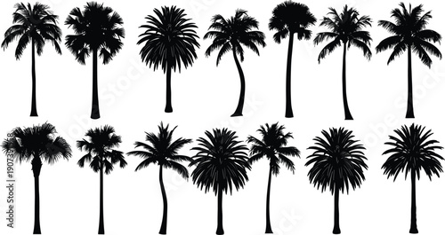 Palm tree silhouettes collection with diverse species, tropical foliage, exotic landscape design, botanical shapes, nature elements, coastal scenery, decorative plant artwork, flat vector illustration