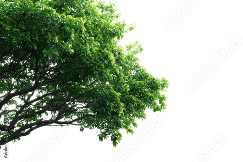 Lush green tree branches bursting with foliage against a bright white background (1)