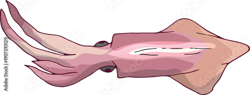 Seafood cartoon icon. Raw squid. Natural food