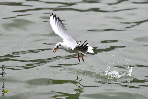 bird fishing on the Danube