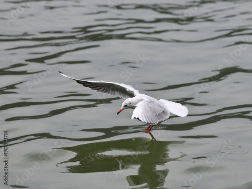 bird fishing on the Danube