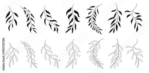 Willow Branch, Leave Elements Set in Silhouettes and Line Art, Hand-Drawn Botanical Vector