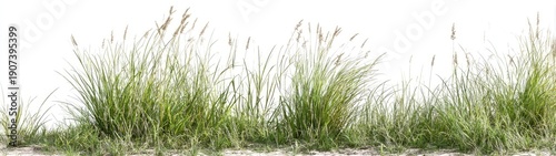 Tall, green grass blades with seed heads in a row against a white backdrop