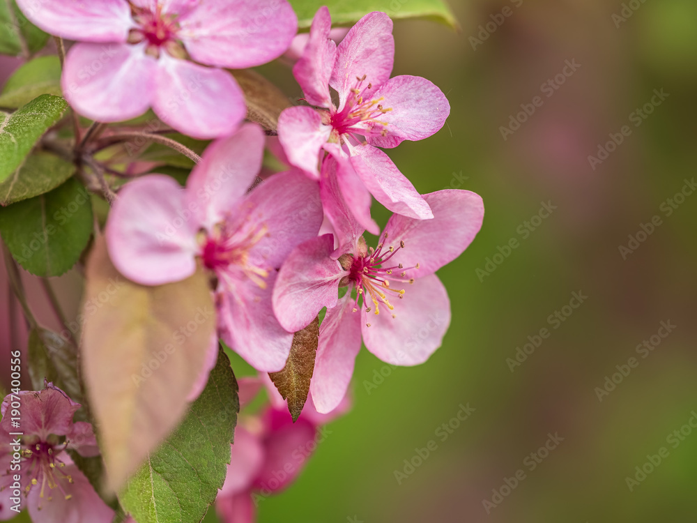 Obraz premium Fresh pink flowers of a blossoming apple tree with blured background