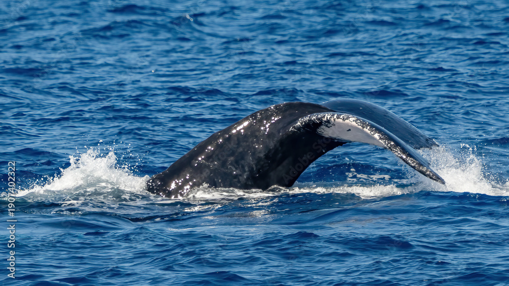 Fototapeta premium Humpback Whale activity off Maui Hawaii