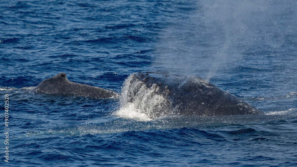 Naklejka premium Humpback Whale activity off Maui Hawaii