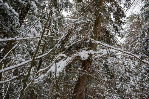 Fotografia A serene winter landscape shows snow-covered trees in a dense forest, creating a peaceful atmosphere