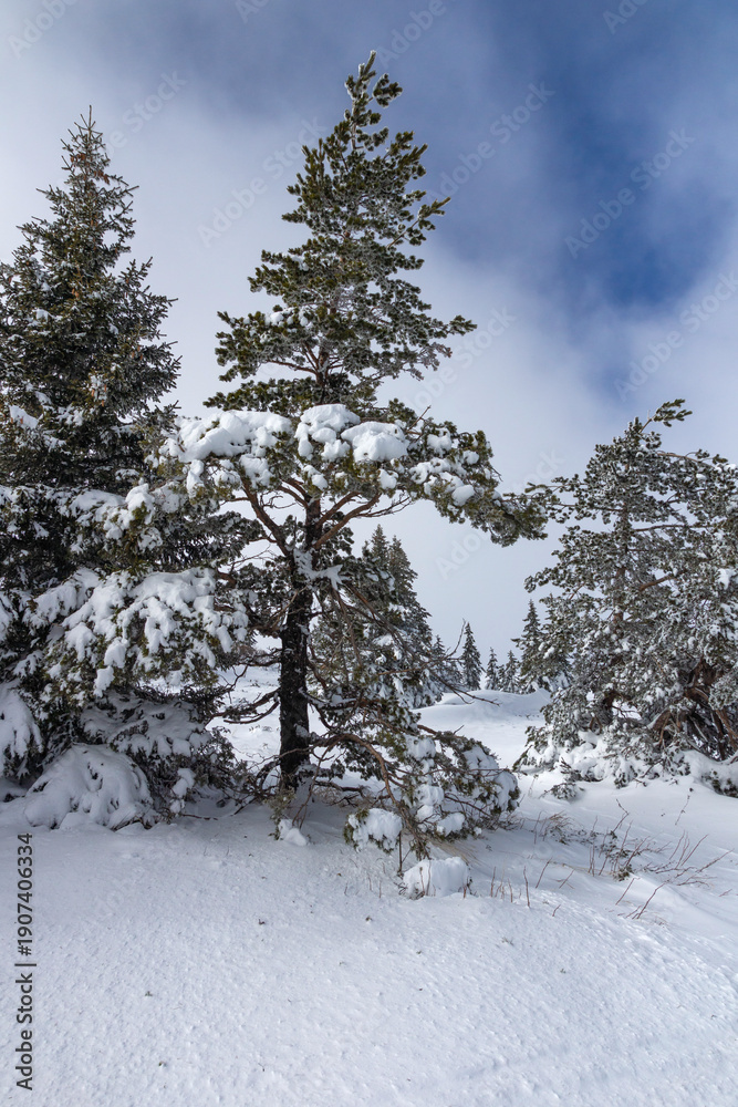 Naklejka premium Winter Landscape of Vitosha Mountain, Bulgaria