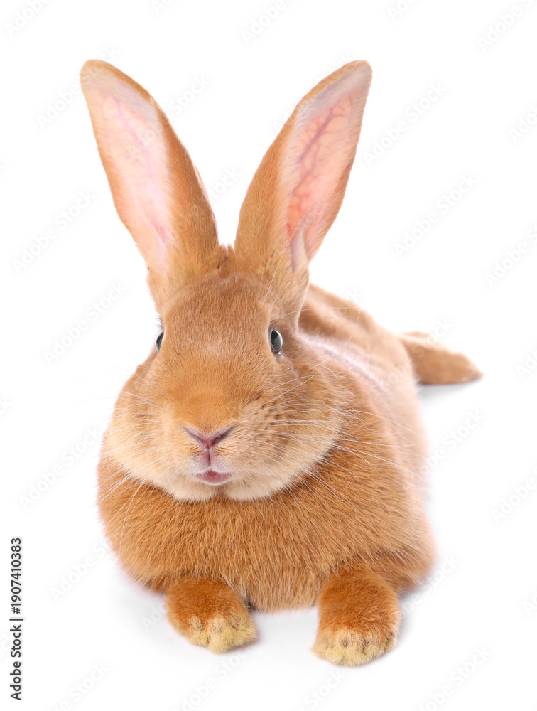 Obraz premium Cute fluffy Easter bunny isolated on white