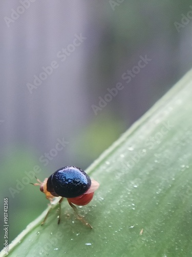 фотографія Macro of a small, cute ladybug from the Celyphidae family on a leaf against a blurred background