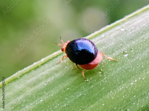 Obraz na plátně Macro of a small, cute ladybug from the Celyphidae family on a leaf against a blurred background