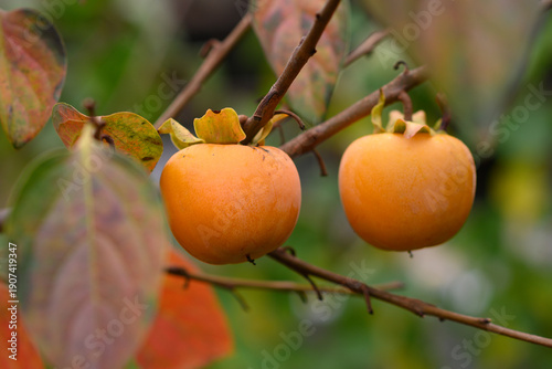 Ripe persimmon fruits on a branch in an autumn garden. Persimmon tree in bright autumn colours.
