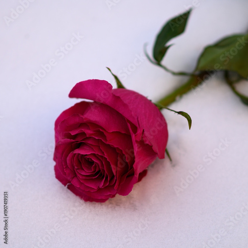 Bright pink rose in the snow. Raspberry-colored rose against the background of snow on a winter day.