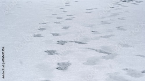 雪道と足跡