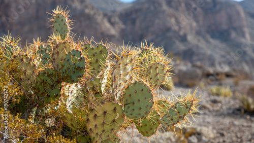 Prickly pear cactus plants in southern Texas in the Chihuahuan Desert